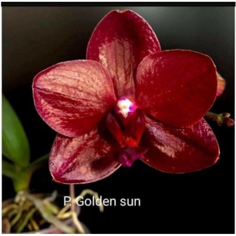 Anggrek bulan dewasa bunga golden sun spike import taiwan