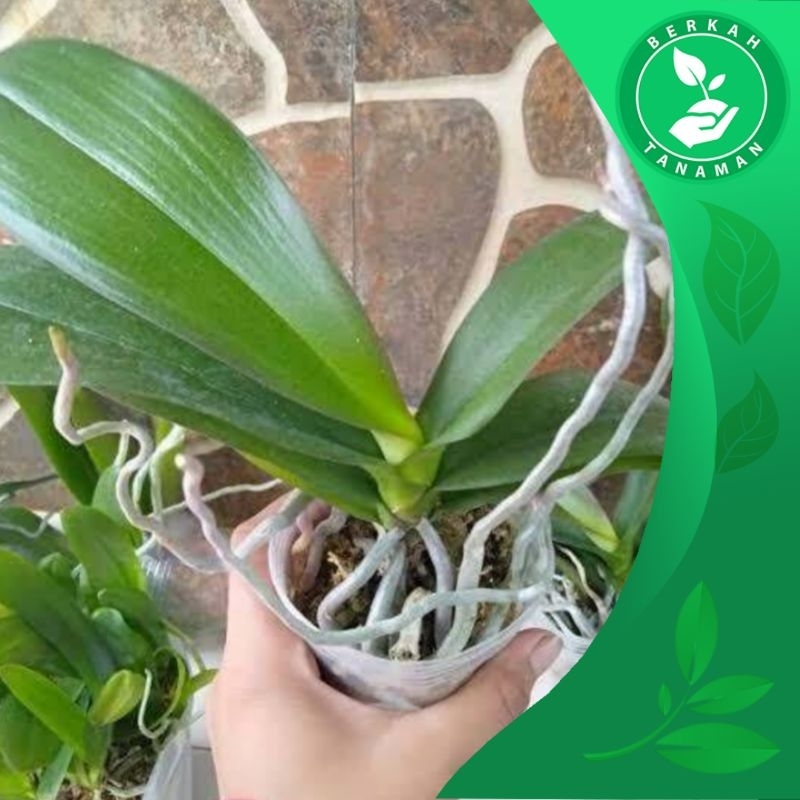 Tanaman Anggrek Bulan Dewasa Siap Berbunga / Pasca Berbunga