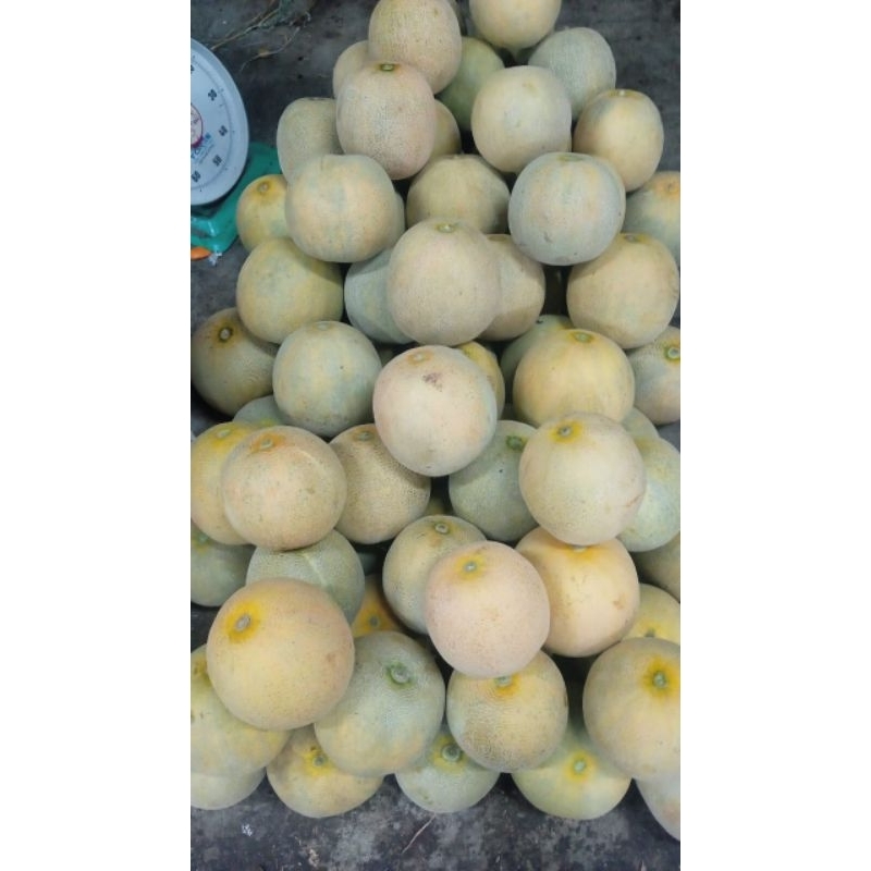 

melon madu