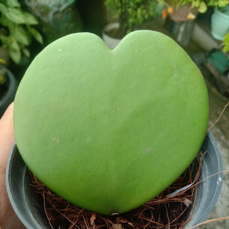 Hoya Kerry Hijau/Tamanan Hias/sukulen/sekulen/Tanaman/Love/Hadiah/Pajangan