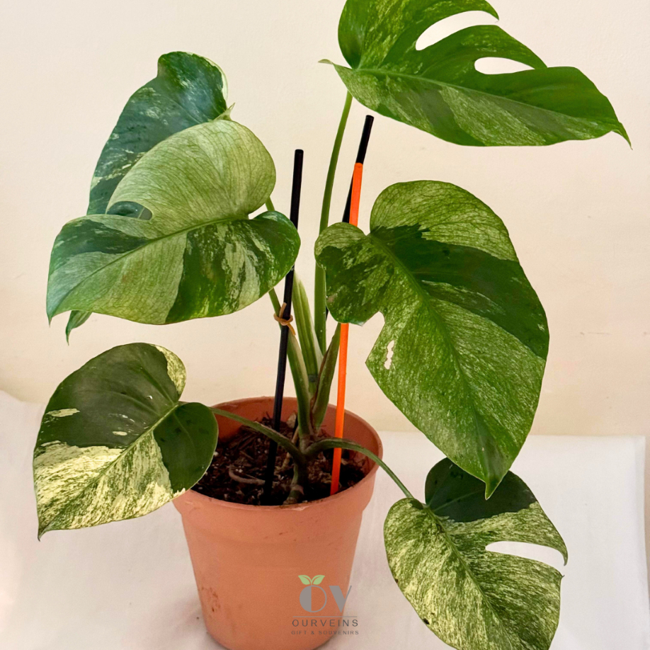 Monstera Variegata Mint / Tanaman Rawatan Lepas Koleksi
