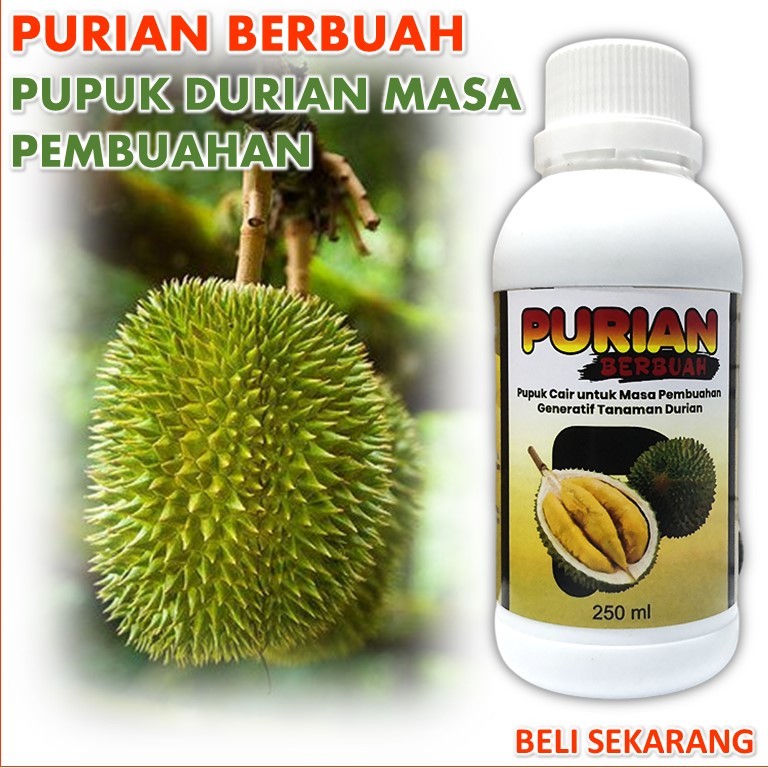 PURIAN BERBUAH / PUPUK DURIAN MASA PEMBUAHAN ( 2 TAHUN KEATAS ) / pupuk durian supaya cepat berbuah 