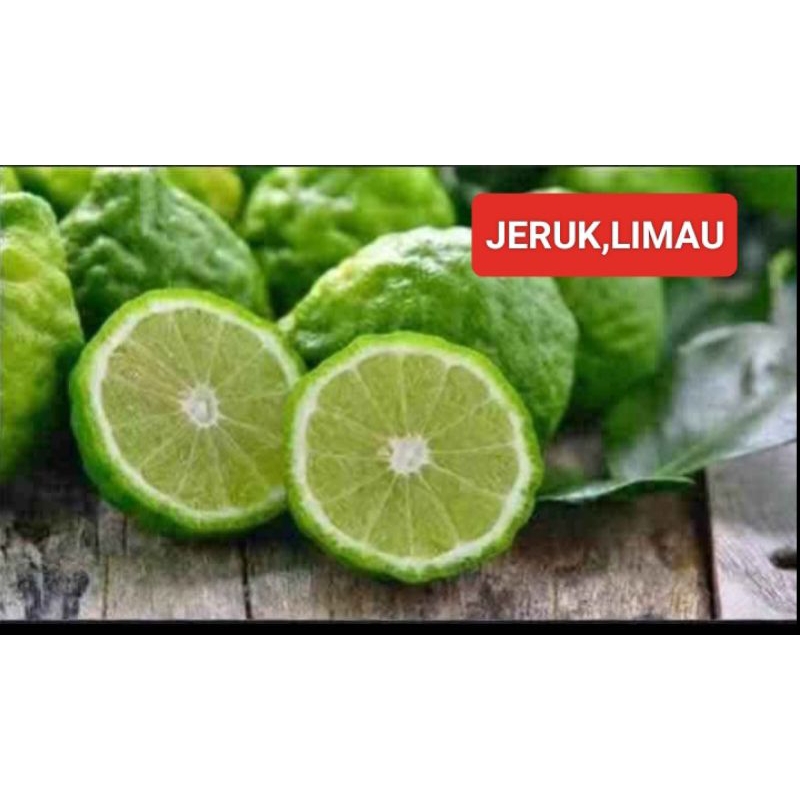 

jeruk/limau/segar/harga/termurah/1kg
