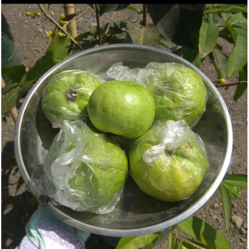 

Jambu Kristal Fresh Baru Petik