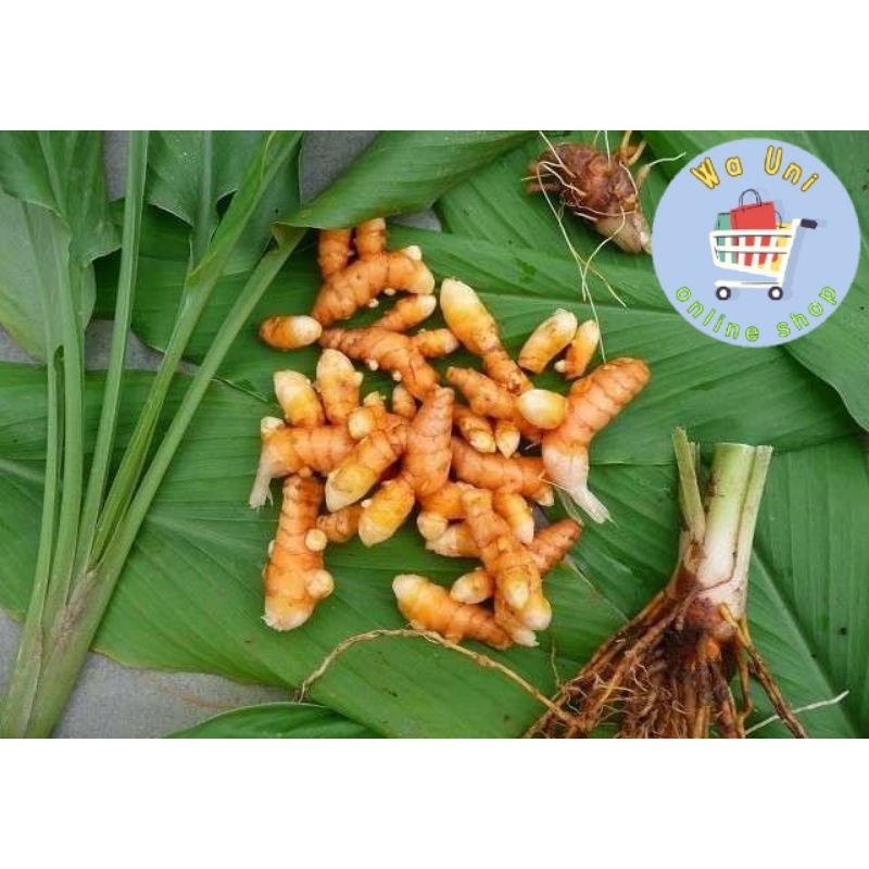 

Kunyit / kuning 1 kg / kunir / promo kuning kunyit / bumbu dapur