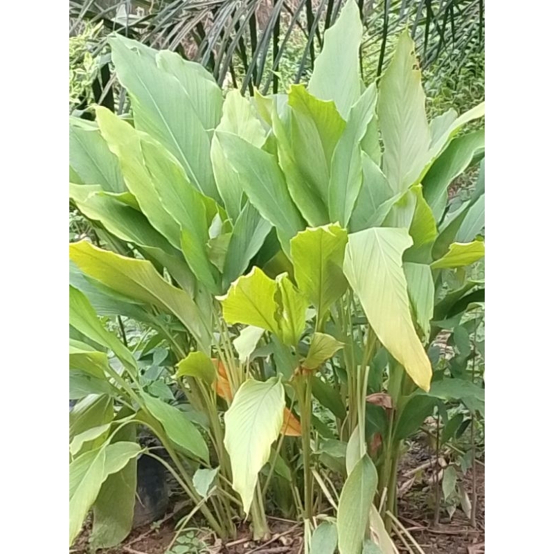 

Kunyit Kuning Bumbu Dapur Fresh Langusung di Panen dari lahan 1kg