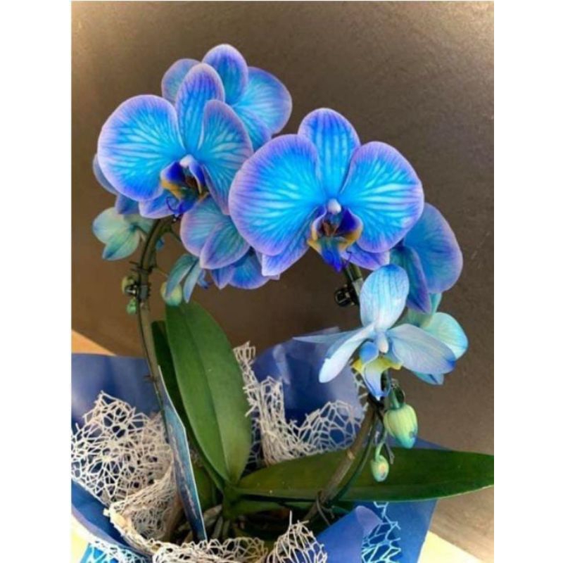 Anggrek bulan dewasa blue classic import taiwan