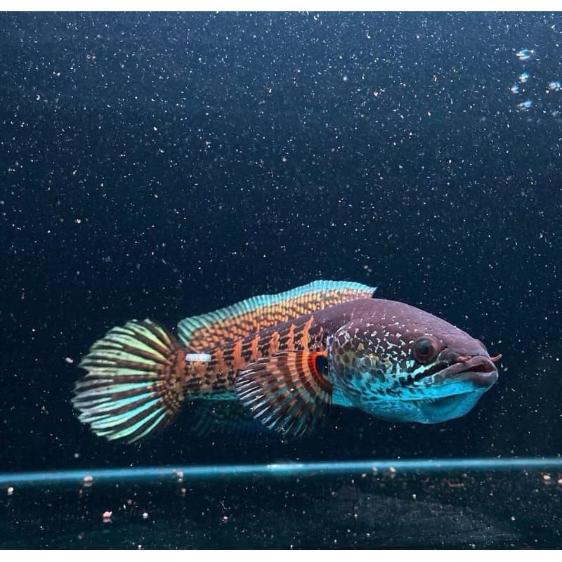 Hiasan aquarium beby ikan chana auranti maculata uk 3-5cm