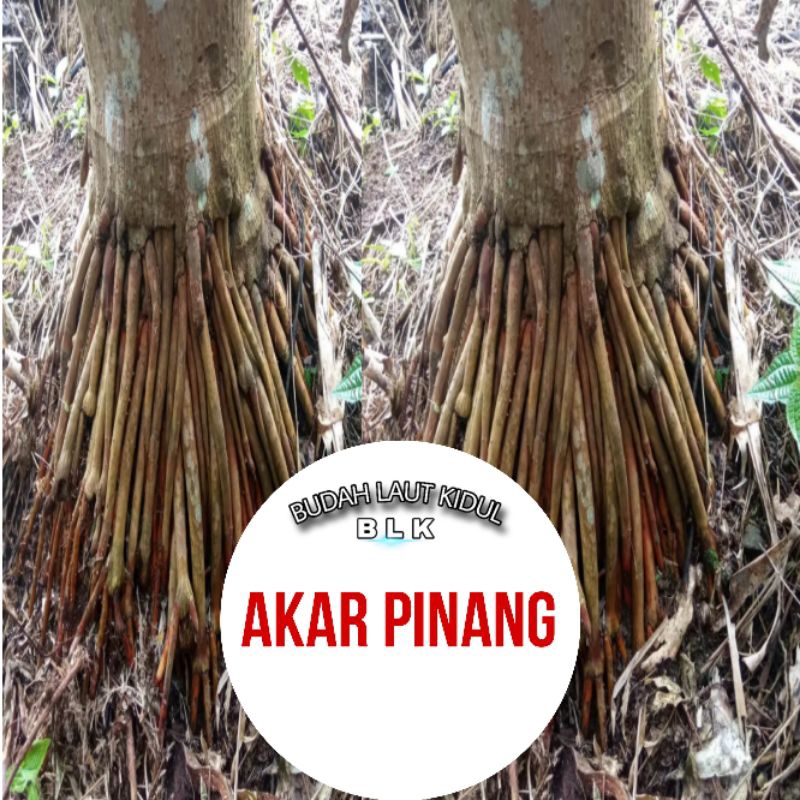 

Akar pinang | Akar pinang berkualitas | 1pcs isi 100g