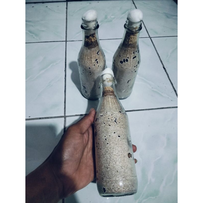 

bibit jamur kuping dan tiram