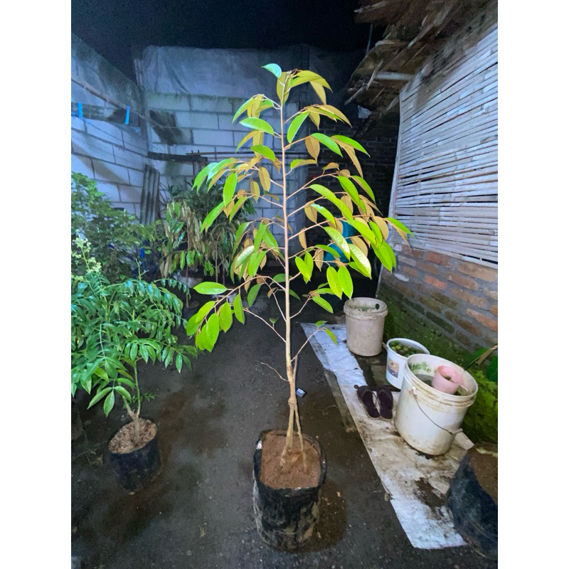 BIBIT DURIAN KAKI 3 tinggi 1 METER UP