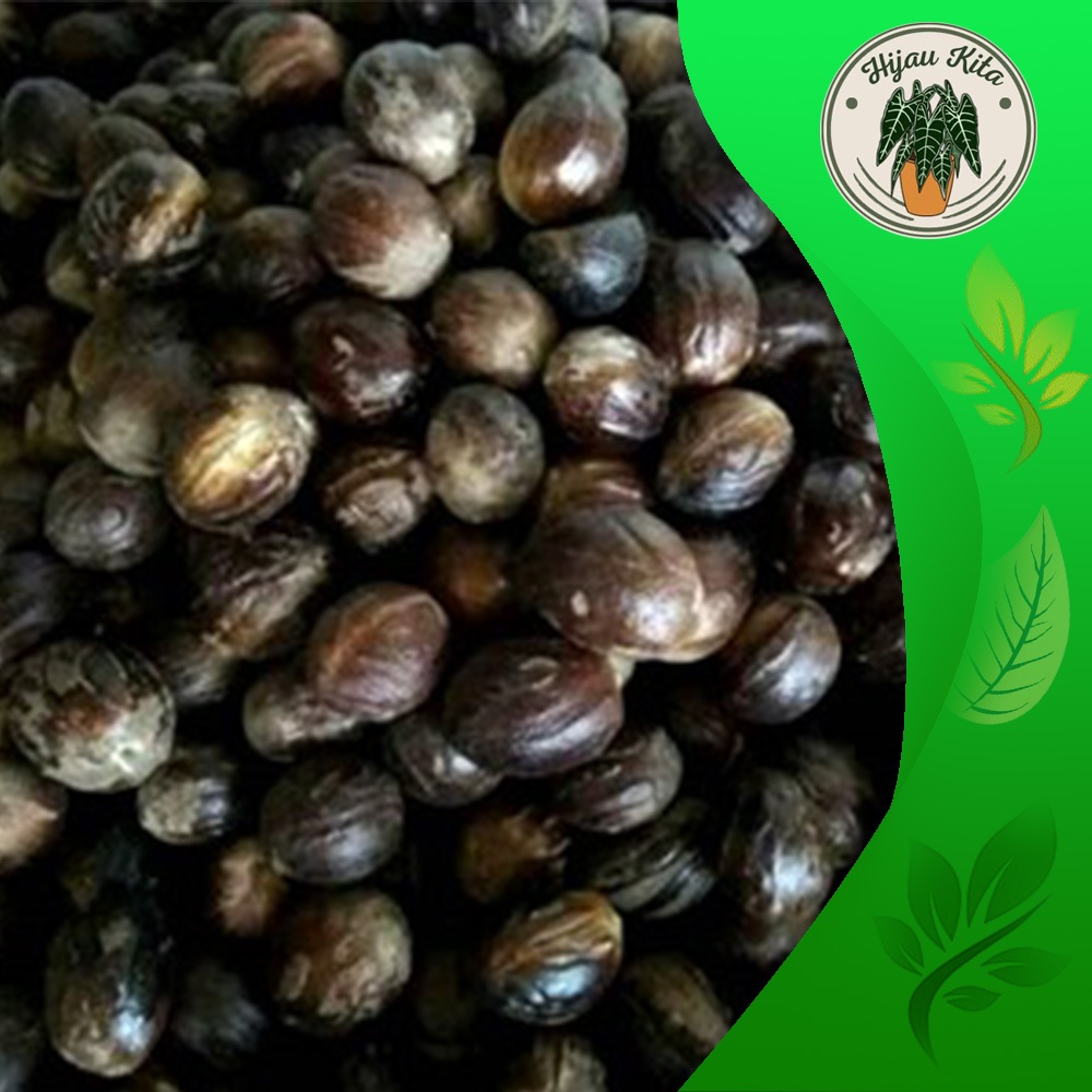 

Buah Pala Kering 1 kg - Biji Pala Kering - Biji Buah Pala Kereing