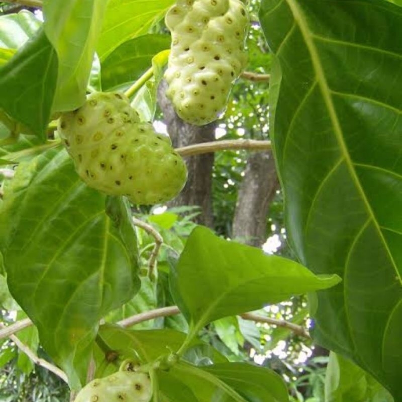 

Buah mengkudu pace /daun menkudu herbal 500grm