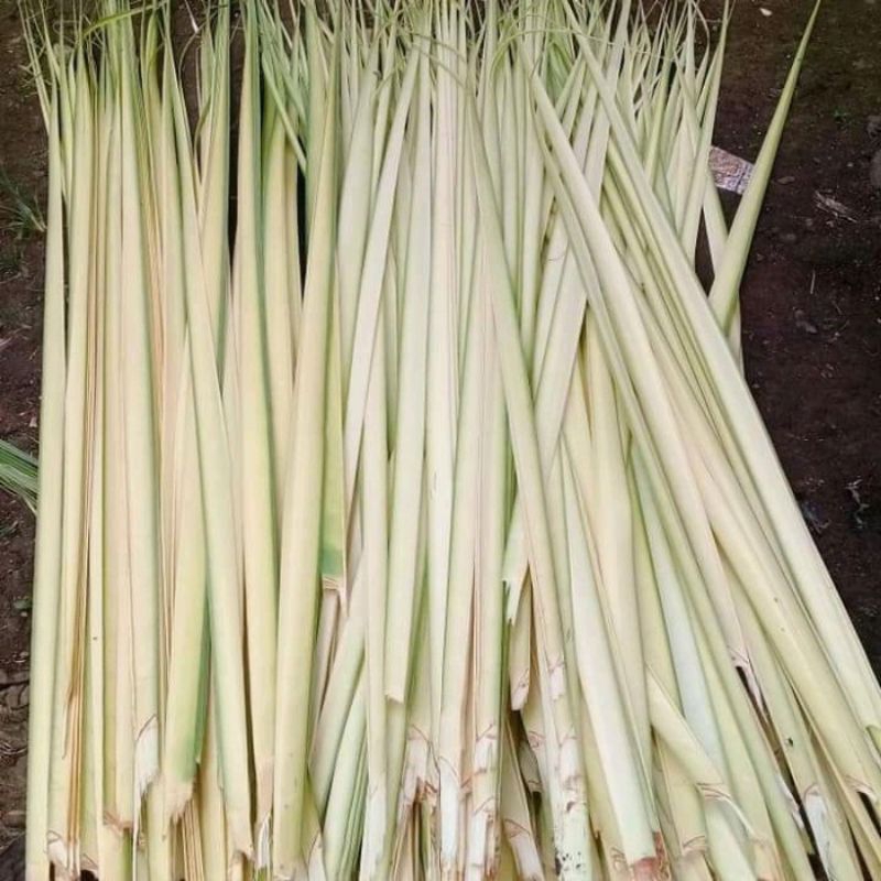 

janur kuning/daun kelapa muda 25 lidi fresh