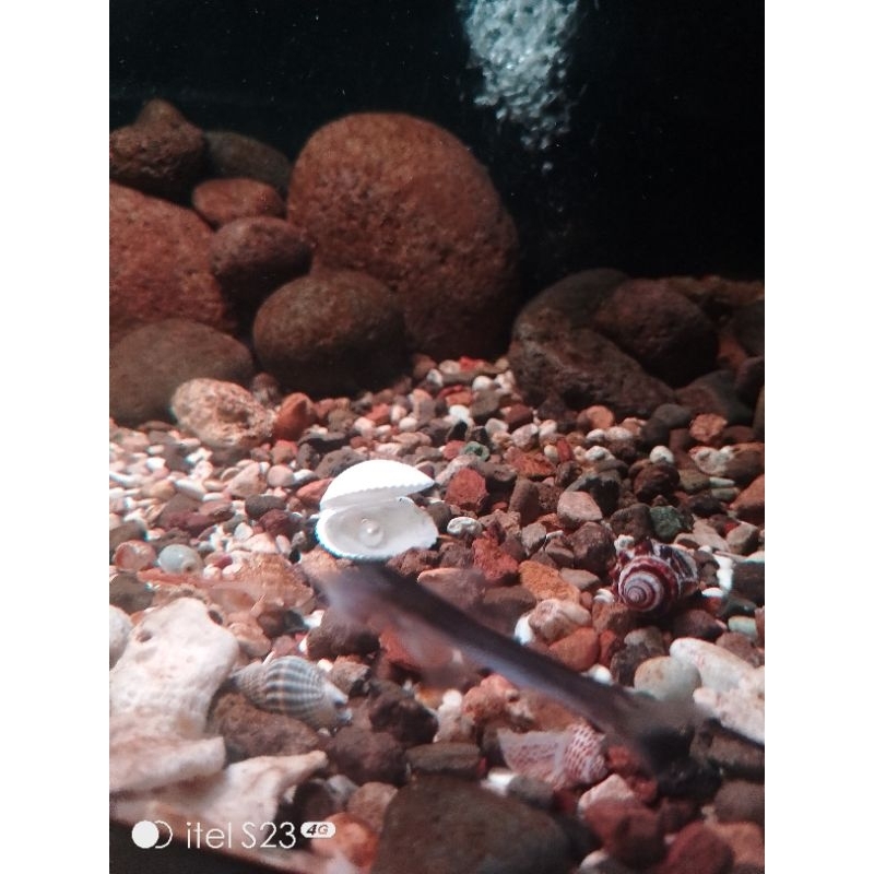 hiasan akuarium kerang dara