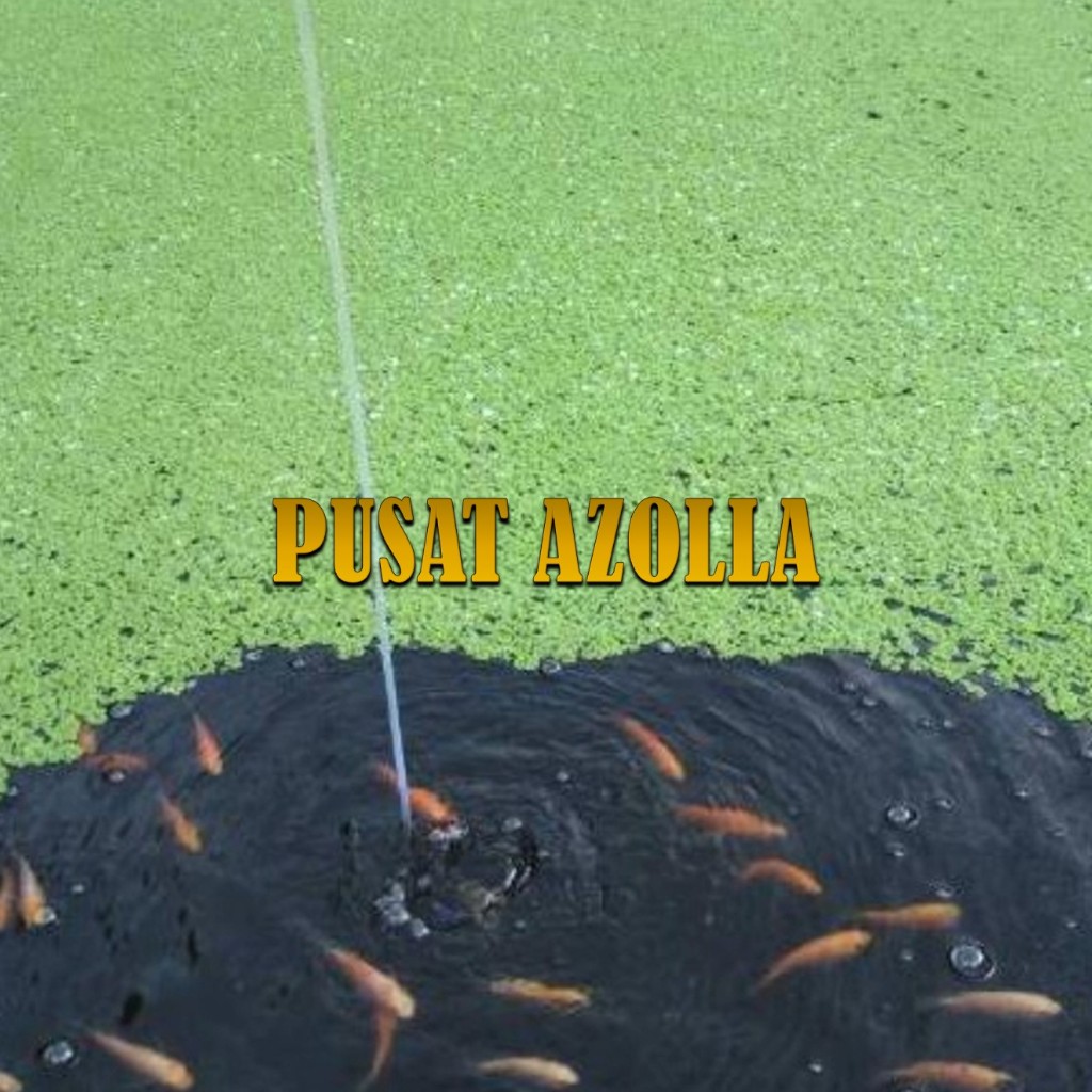 Azolla Pakan Ternak – Alternatif Hemat untuk Ikan, Bebek, Ayam, Lele