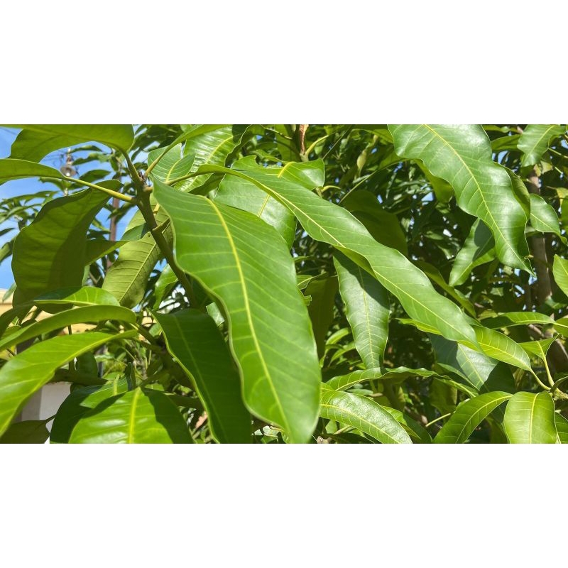 

Daun Mangga obat herbal segar 500gr