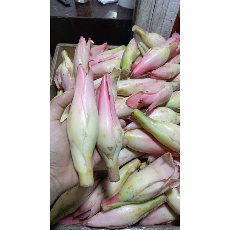 

kincung kecombrang/ bunga rias /onje padang 1kg