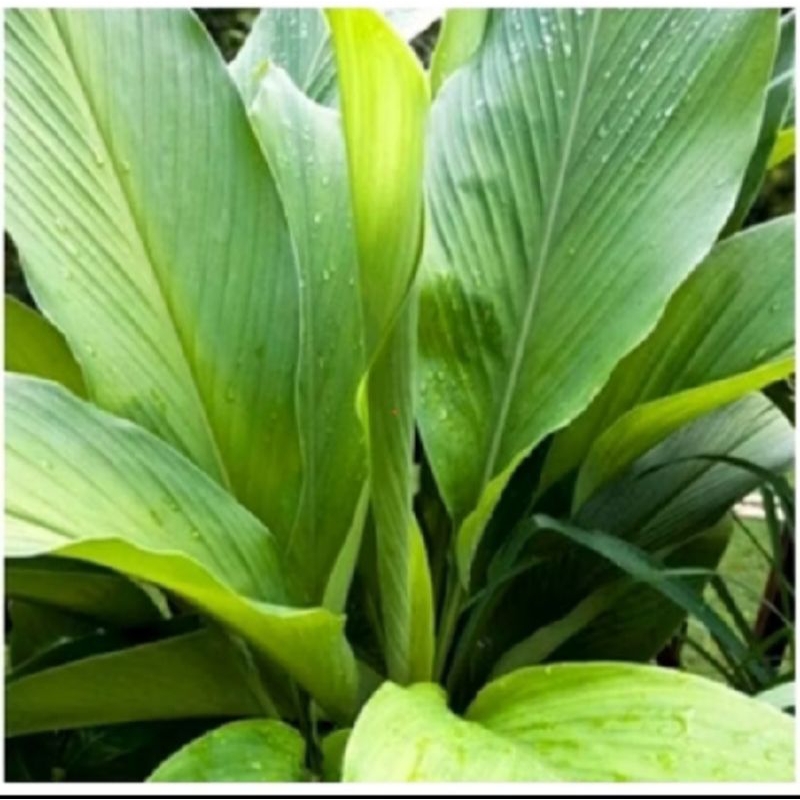 

Daun Kunyit Segar Fresh 250gr