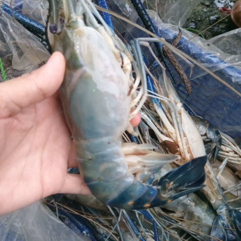 

Udang Galah Super 1 kg Fress sdh Basiang