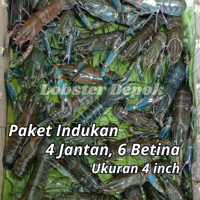 Paketan Lobster Air Tawar Indukan, Uk. 4 inch