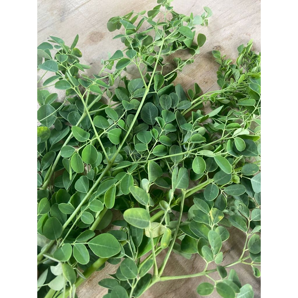 

Daun Kelor Langsung dari Pohon tebek segar