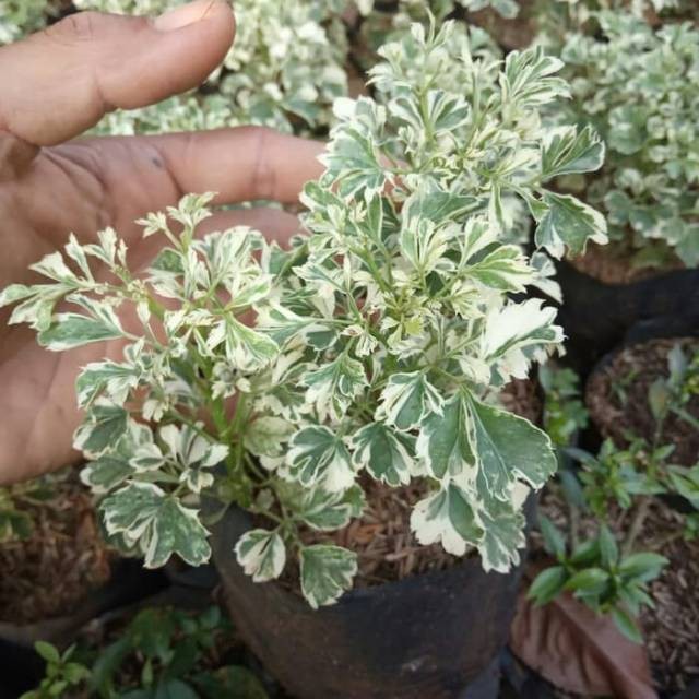 Blantik Kembang-Tanaman hias Outdoor Dondong Laut Putih - Dondong laut Varigata - Melati Hutan