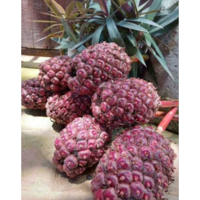 

BUAH HONJE SEGAR 1KG dan bisa cod#334682