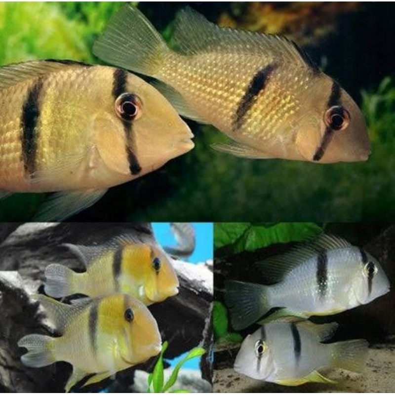 Guianacara Dacrya (Geophagus) Bandit Chiclid