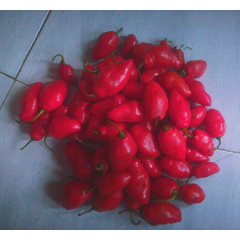 

BIBIT CABAI GENDOT SUPER d perik dari pohon langsung isi 100 BUTUR