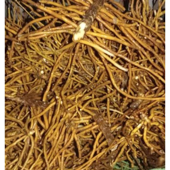 

AKAR TUNJUK LANGIT 100GRAM/ AKAR OBAT HERBAL