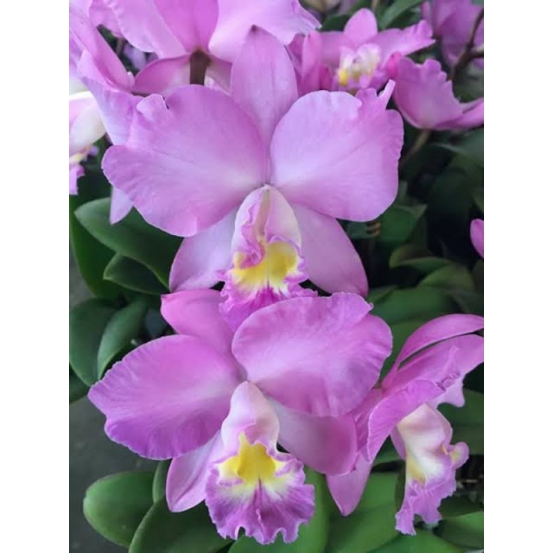 anggrek cattleya pink bunga wangi doris byron