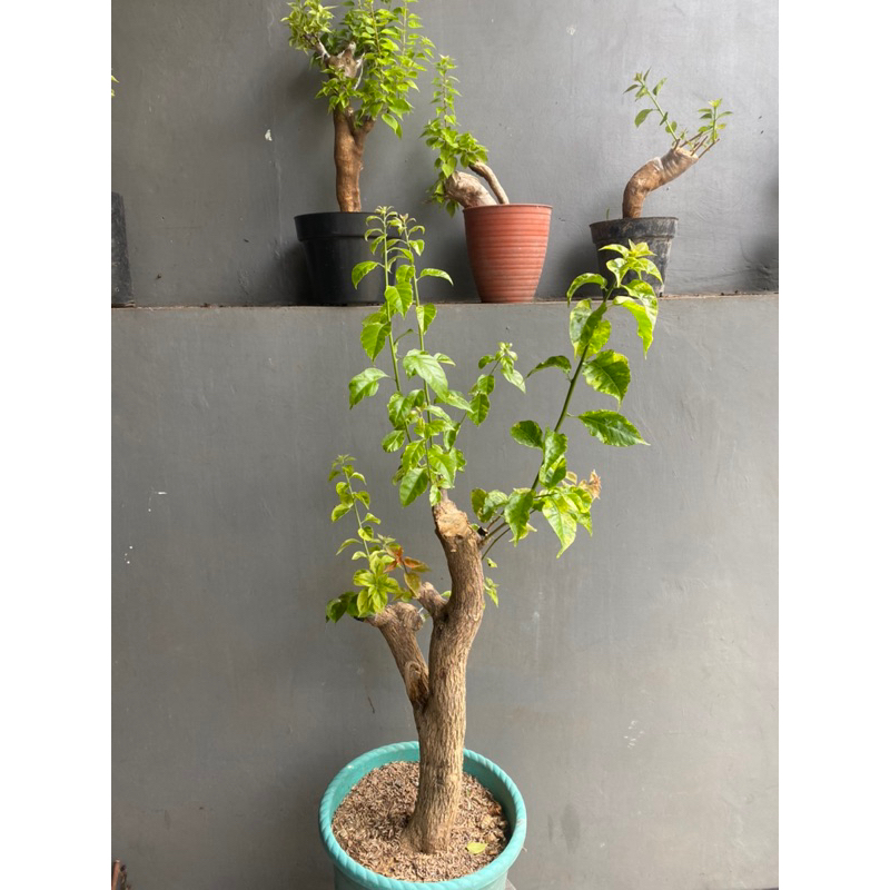 Bougenville 5 warna ID Terbaru Bougenville Bonggol Besar Bugenvile Batang besar