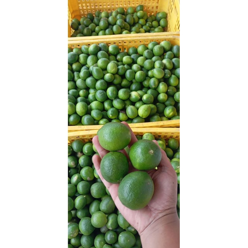 

jeruk nipis fresh 1 kg