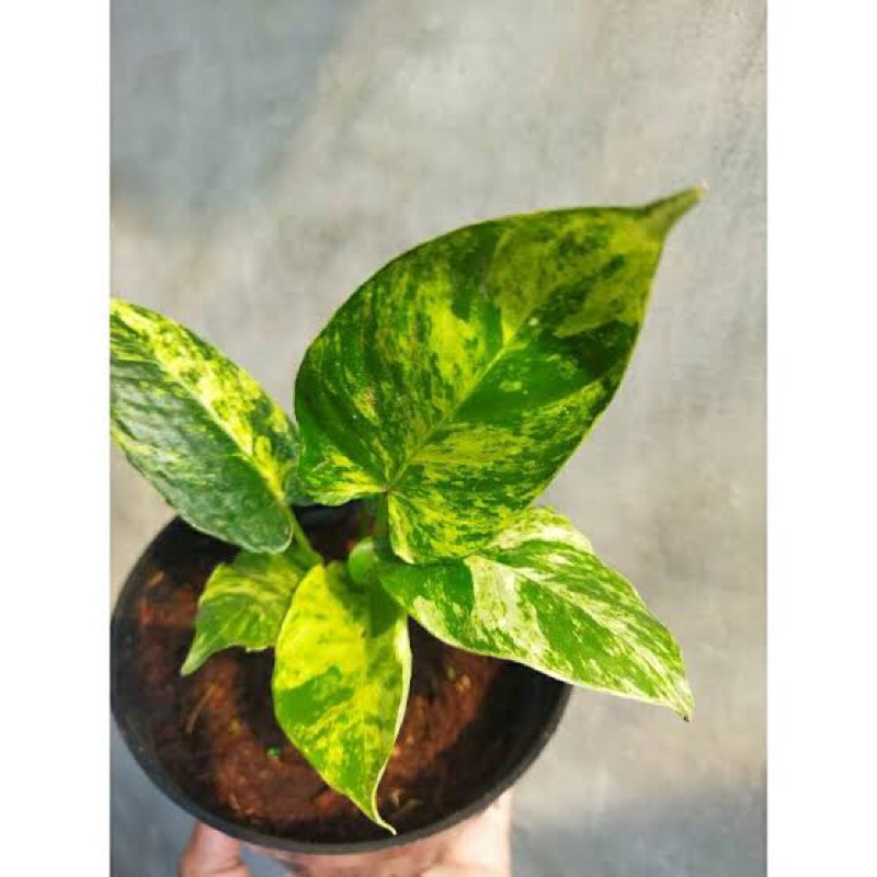 homalomena varigata marble