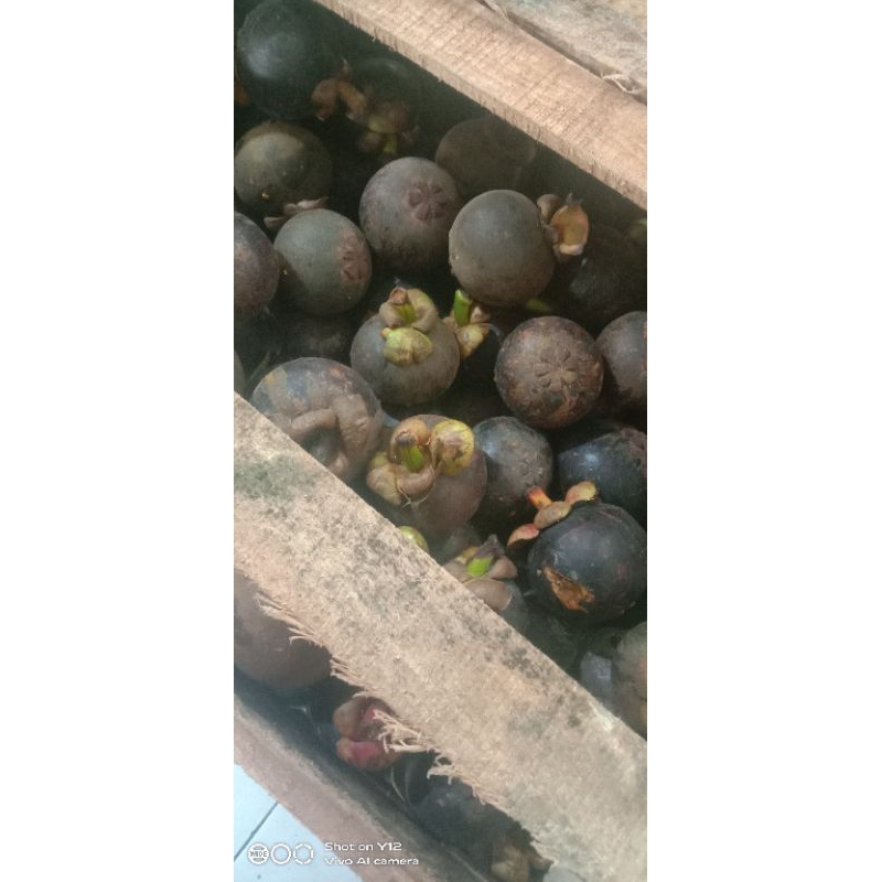 

Buah manggis segar / kg.
