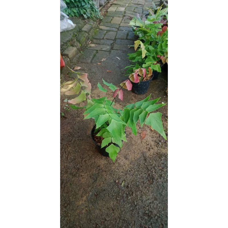 tanaman suplir kupu kupu