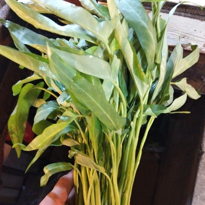 

kangkung per ikat berat 400 gr
