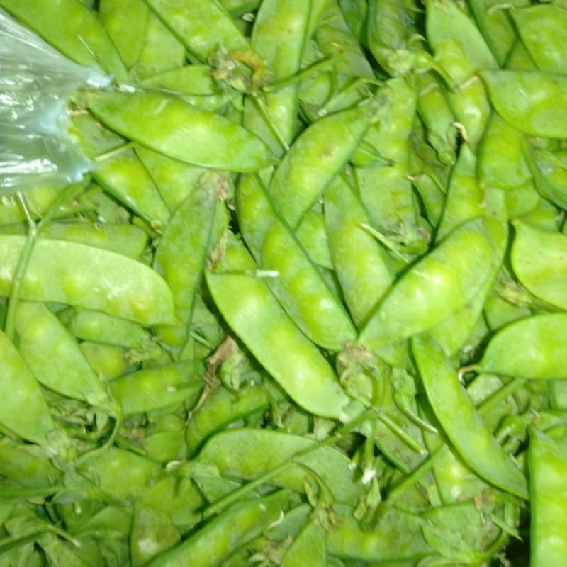 

SAYUR KAPRI / KACANG KAPRI / ARCIS / ERCIS hijau segar