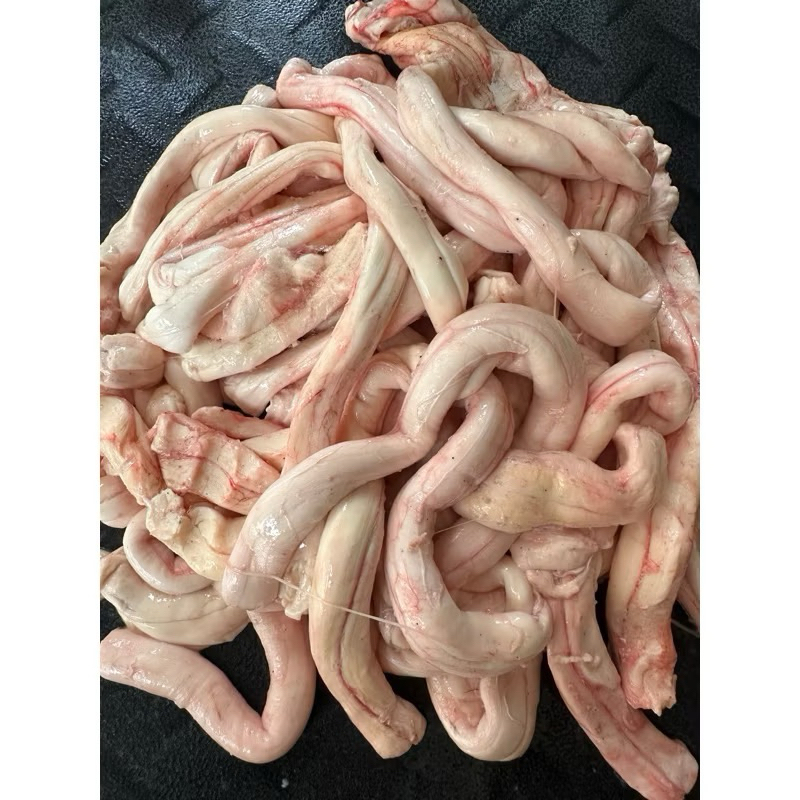 

sumsum tulang belakang olor sapi