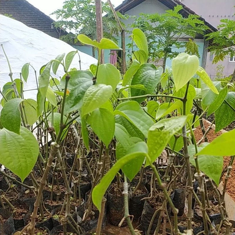 

LADA/MERICA JENIS INDIA SAMBUNG MELADA