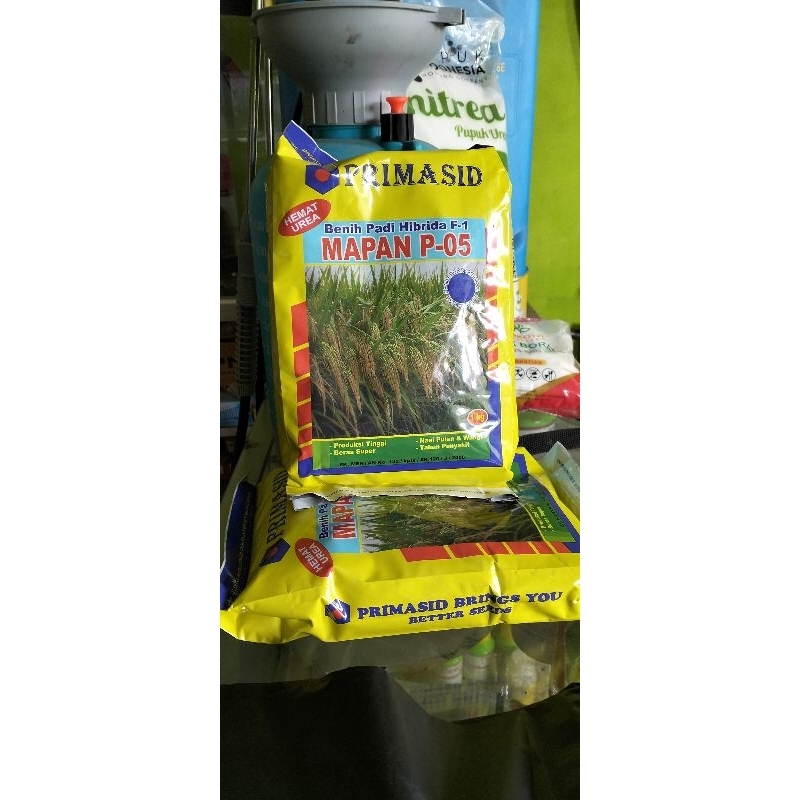 bibit padi mapan 05 untuk sawah dan darat jamin original 100% dapat di cek dengan sinar UV..