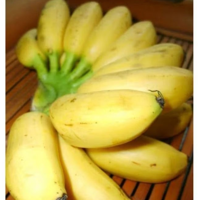 

Pisang Marlin Berlin 1 Sisir Super