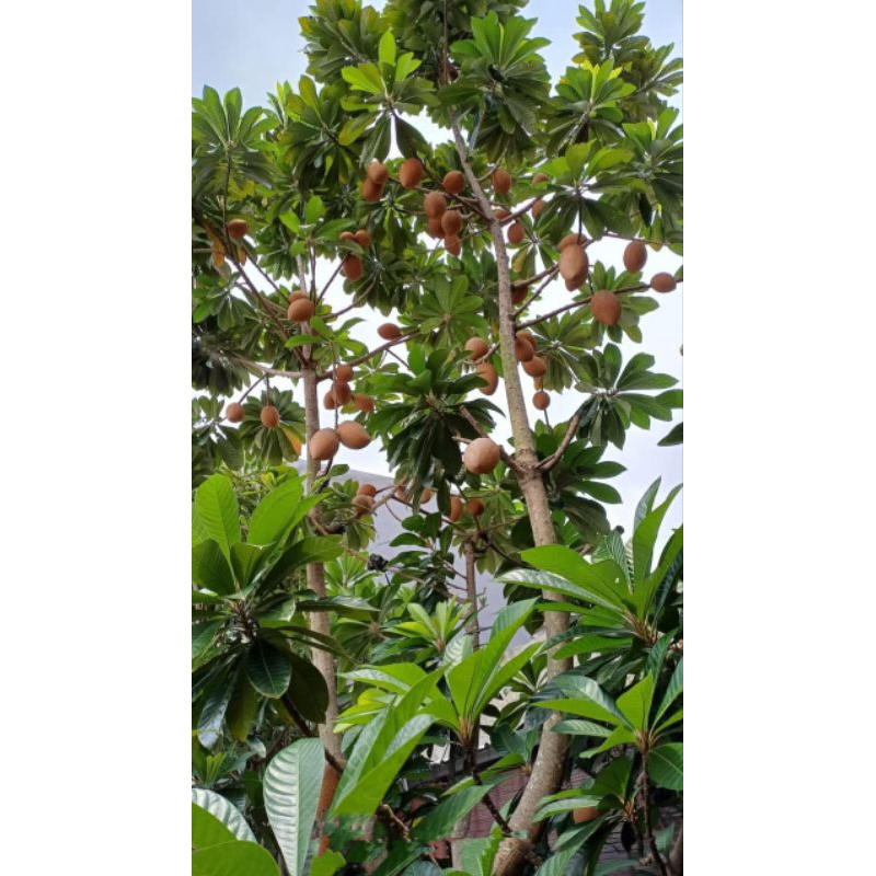 MAMEY SAPOTE sambung susu untuk semua varian