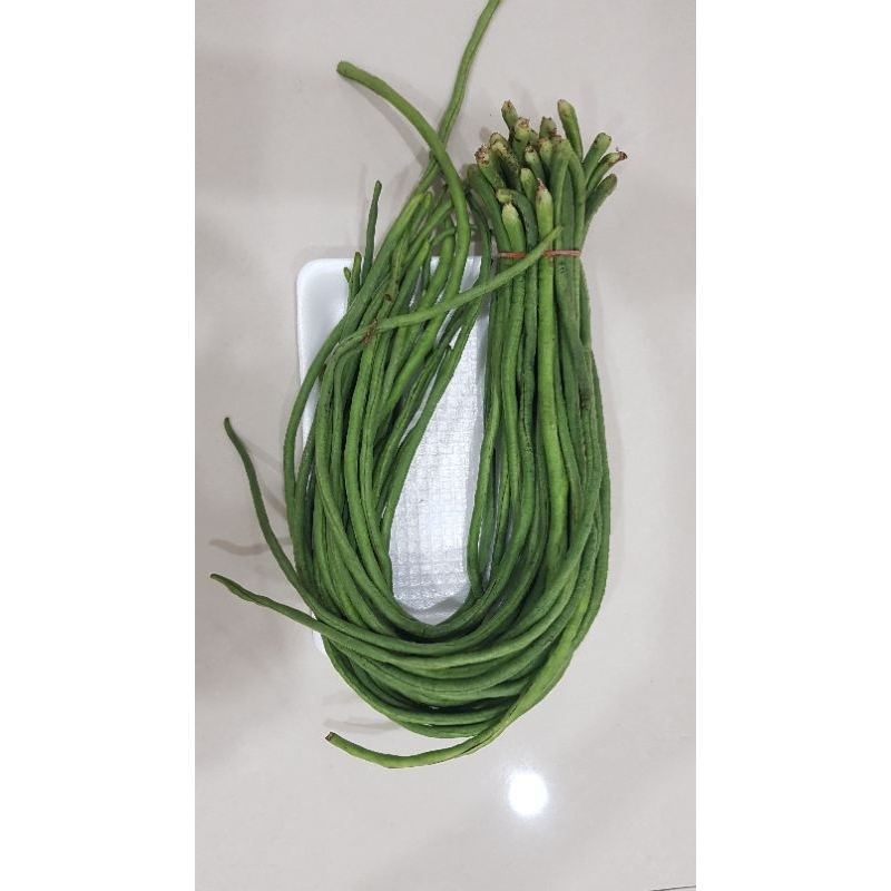 

Kacang Panjang