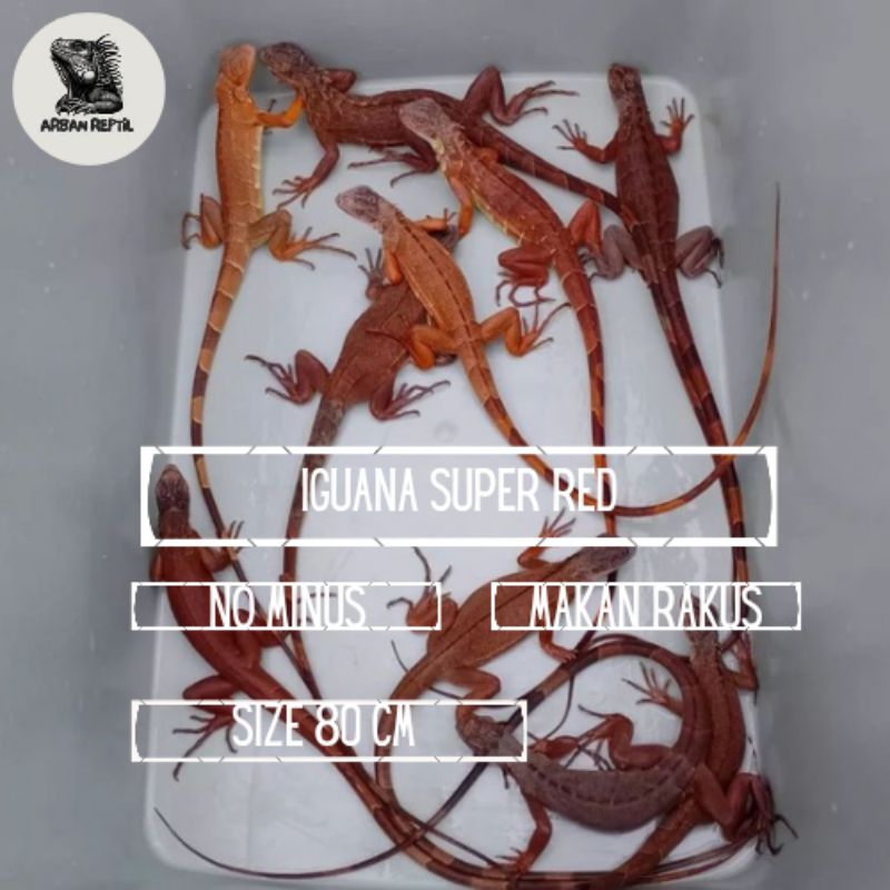 Mainan iguana super red / iguana merah 25 - 90 +/- cm