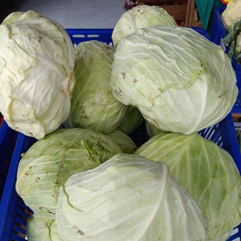 

kubis putih segar