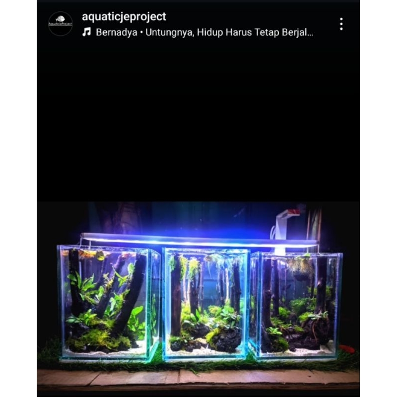 mini aquascape hutan jungle murah dekorasi aquarium hardscape