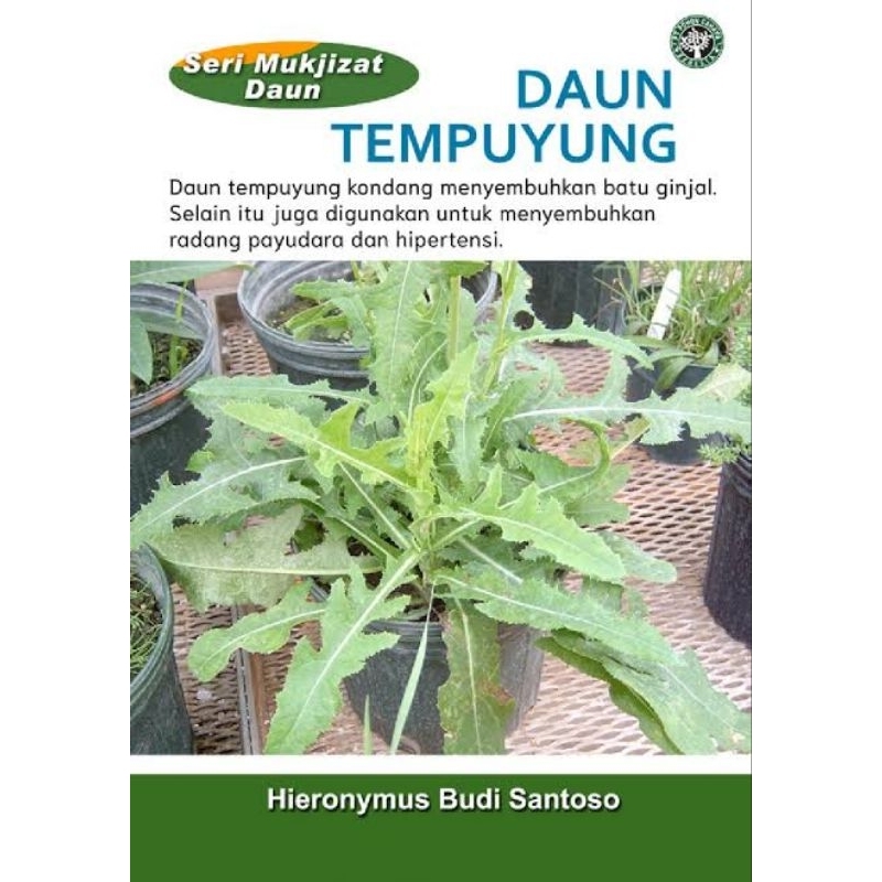 

Daun Tempuyung Asli Murni Tanpa Campuran Apapun Isi 100 Kapsul