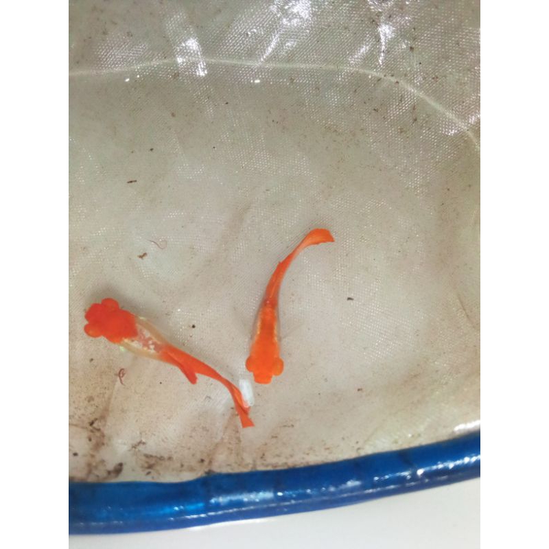 HIASAN AQUARIUM ikan guppy albino platinum koi /platinum koi bubble eye ( 3pasang size 3-4 bulanan 1